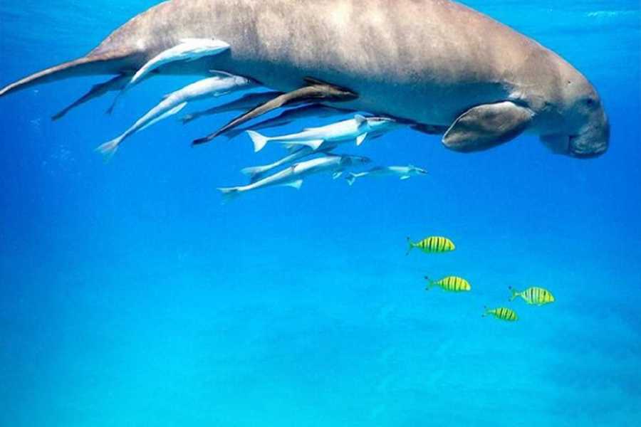 Egypt Tour packages Abu Dabbab Dugong Snorkeling Trip from Soma bay