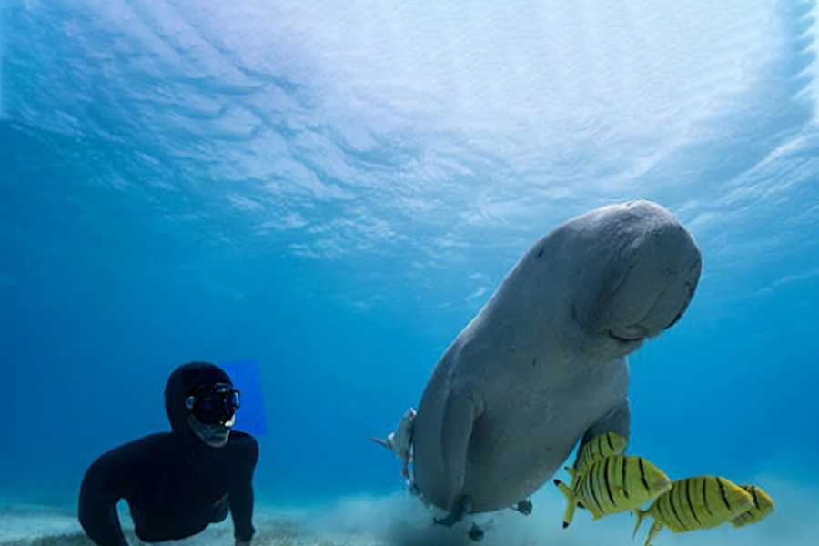 Egypt Tour packages Abu Dabbab Dugong Snorkeling Trip from Soma bay