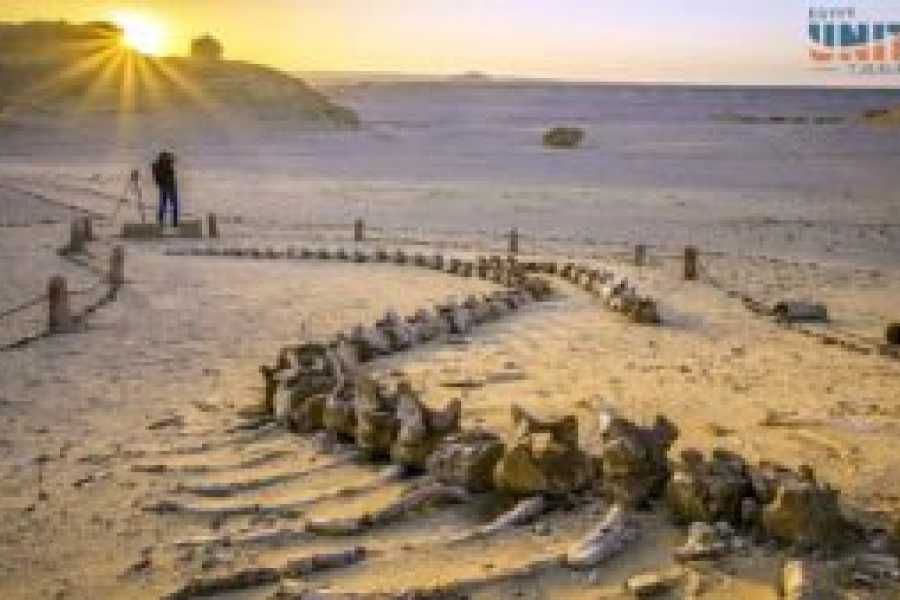 Tours to Egypt NACHTCAMPING IM WADI EL HITAN 2024/2025