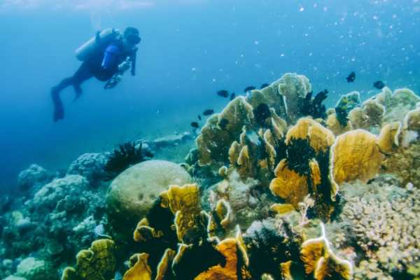 Scuba Diving Day trip from Hurghada