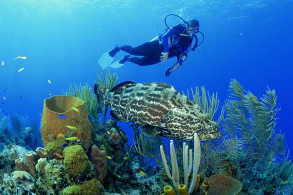 Scuba Diving Day trip from Hurghada