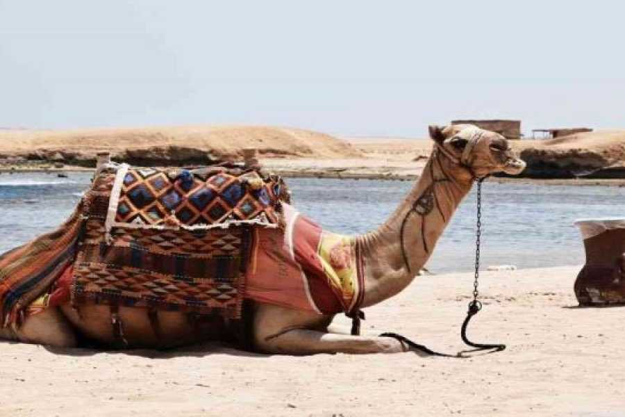 Egypt Tour packages Sharm el Naga Snorkeling Trip from Soma Bay