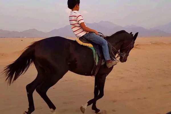 Horse riding in Hurghada 2 hours by the desert & the sea