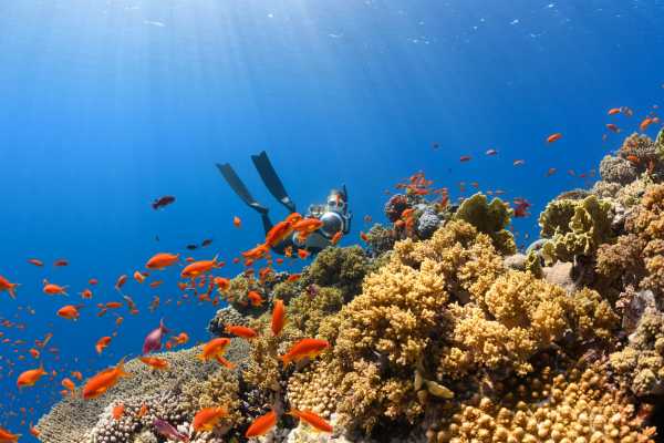 Freediving - Coaching