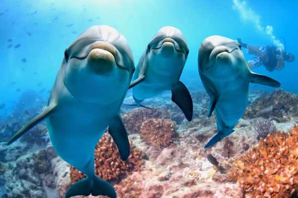 Snorkeling trip to the dolphin house from Makadi