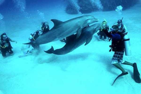 Snorkeling trip to the dolphin house from Makadi