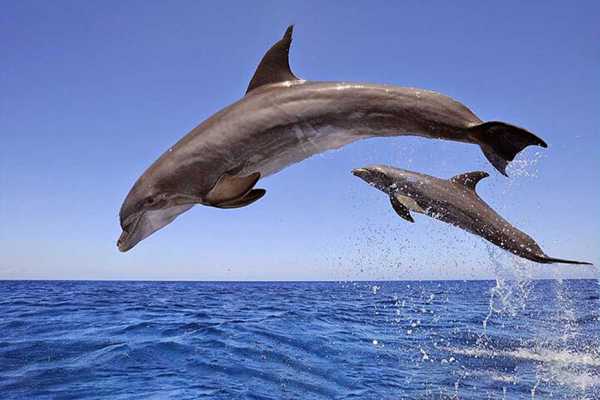 Snorkeling trip to the dolphin house from Makadi