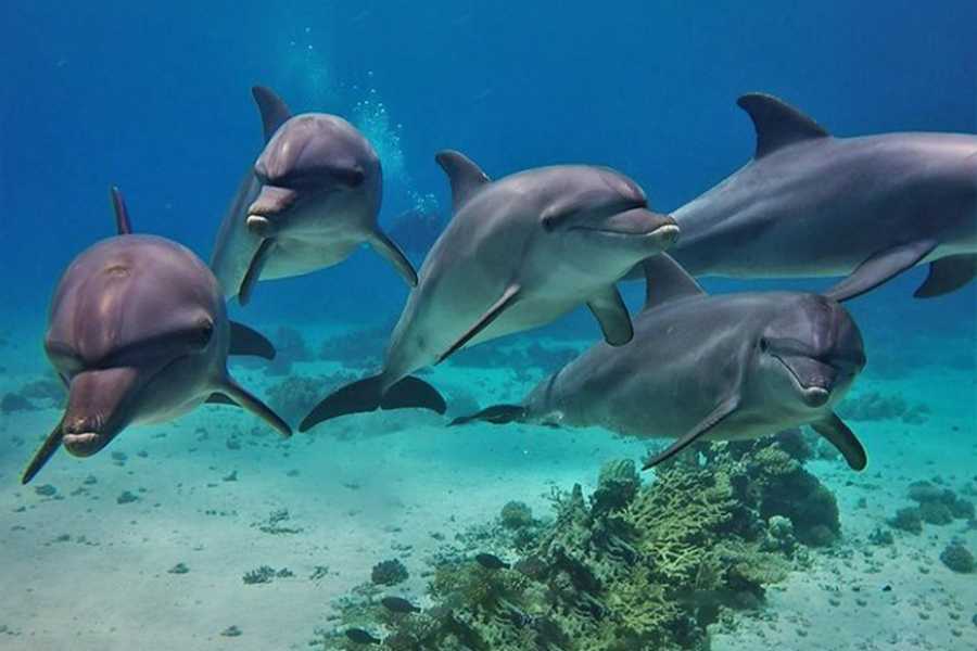 Egypt Tour packages Snorkeling trip to the dolphin house from Makadi