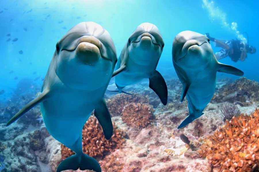 Egypt Tour packages Snorkeling trip to the dolphin house from Makadi