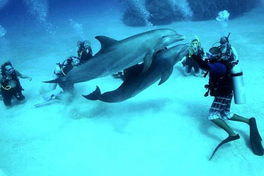 Egypt Tour packages Snorkeling trip to the dolphin house from Makadi