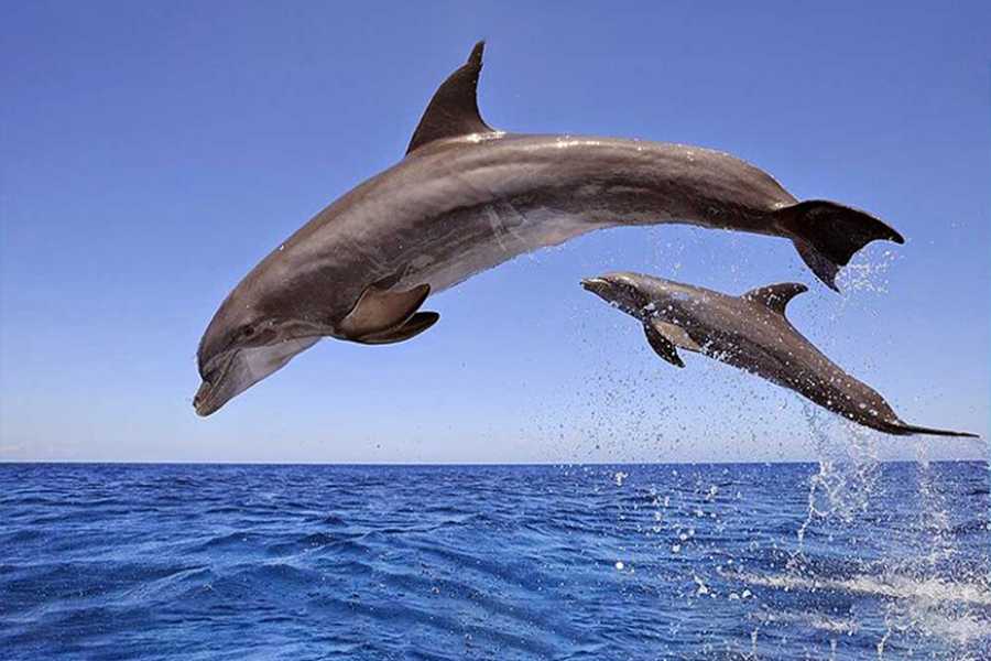 Egypt Tour packages Snorkeling trip to the dolphin house from Makadi
