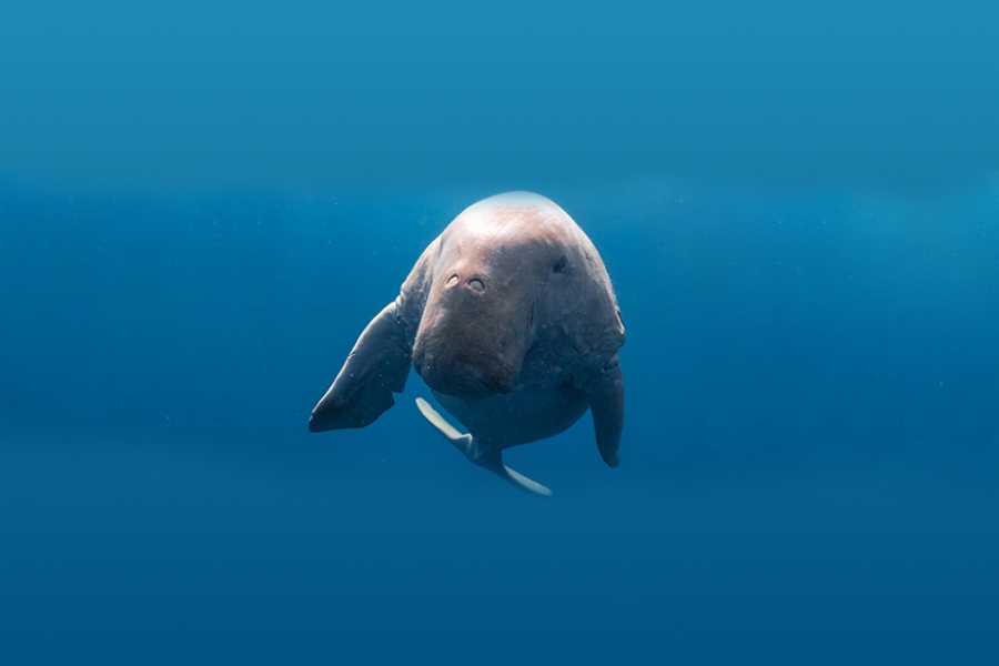 Egypt Tour packages Abu Dabbab  Snorkeling Trip from Makadi