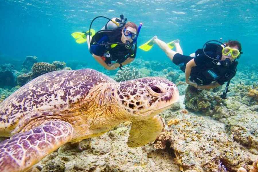 Egypt Tour packages Scuba Diving Day trip from Makadi