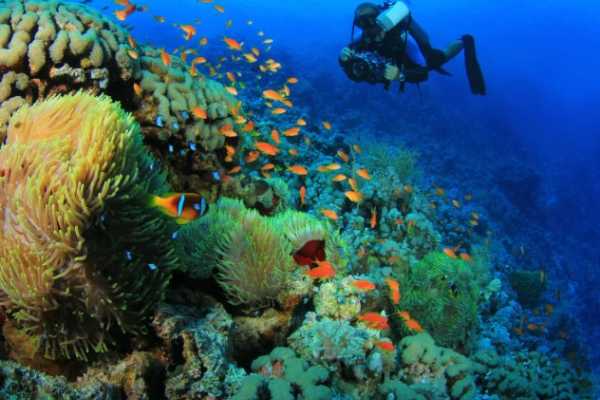 PADI Specialty - Fish Identification**