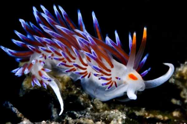 PADI Specialty - Nudi Awareness**