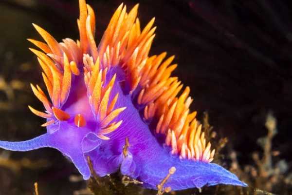 PADI Specialty - Nudi Awareness**