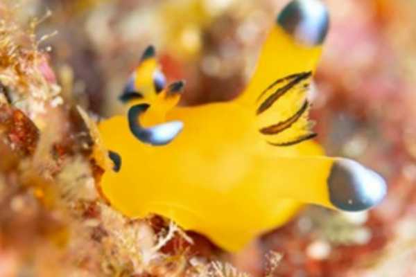 PADI Specialty - Nudi Awareness**