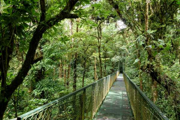 Mistico Hanging Bridges Walk 