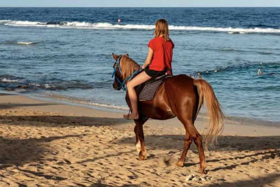 Egypt Tour packages 从赫尔格达出发：红海日出和沙漠骑马一小时