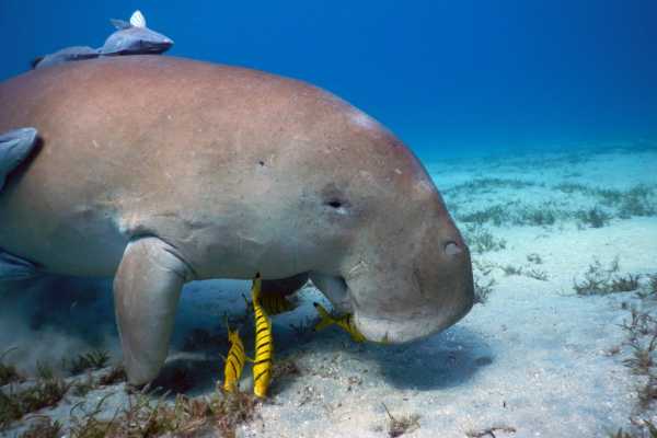 Find the Dugong in Marsa Alam by Speed Boat