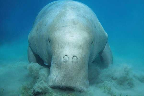Find the Dugong in Marsa Alam by Speed Boat