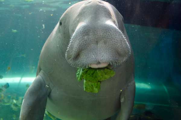 Find the Dugong in Marsa Alam by Speed Boat