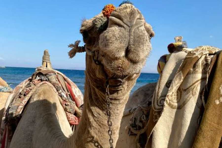Bastet Travel Egypt Day Tour to Luxor from Dahab by Flight