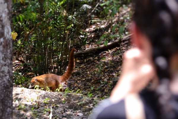 Sunrise hike at Calakmul BioReserve