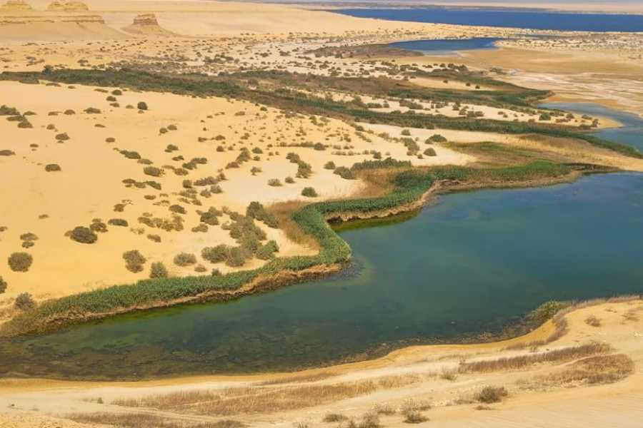 Egypt Tour packages 2-dages campingtur til Wadi El Hitan og Fayoum-oasen fra Kairo