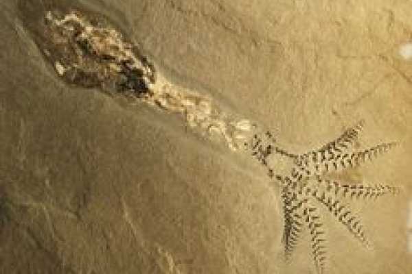 Valley of the Whales tour from Cairo