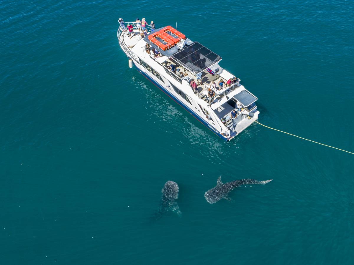 La Paz Balandra Snorkel Tour