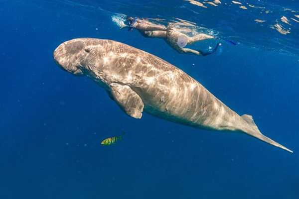 8 Days Excursions in Marsa Alam