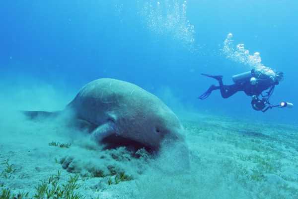 8 Days Excursions in Marsa Alam