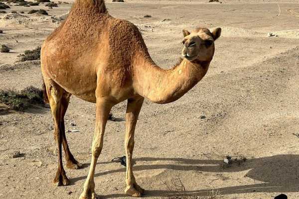 8 Days Excursions in Marsa Alam