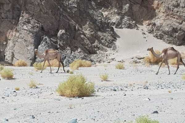8 Days Excursions in Marsa Alam