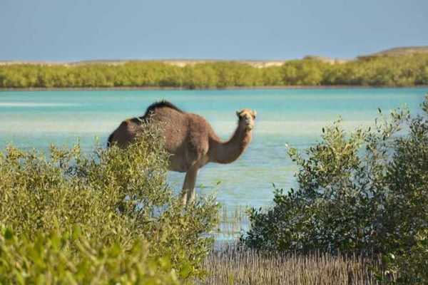 8 Days Tour Package in Marsa Alam with Activities