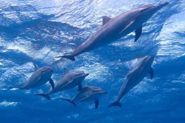 8 Days Tour Package in Marsa Alam with Activities