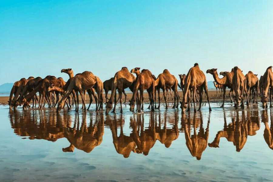 Bastet Travel Egypt Private trip to Wadi El Gemal from Marsa Alam