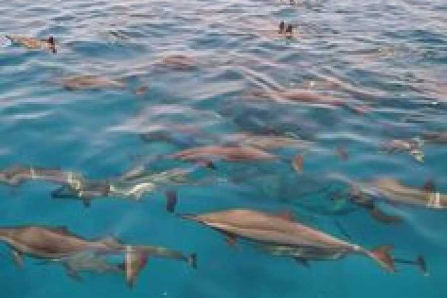 Bastet Travel Egypt 3 day itinerary Marsa Alam from Hurghada