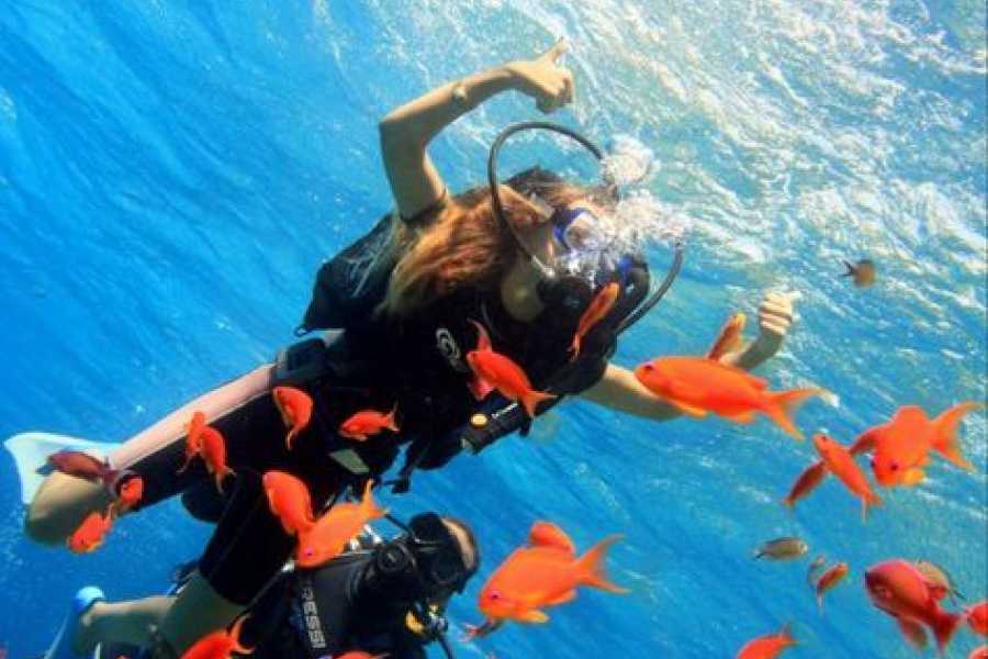 Bastet Travel Egypt Private Boat Trip to the dolphin house from Hurghada