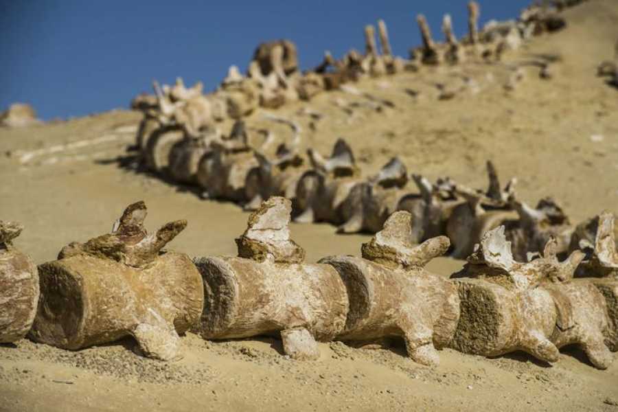 Bastet Travel Egypt 2 Day trip Fayoum oasis and Wadi el Hitan from Hurghada