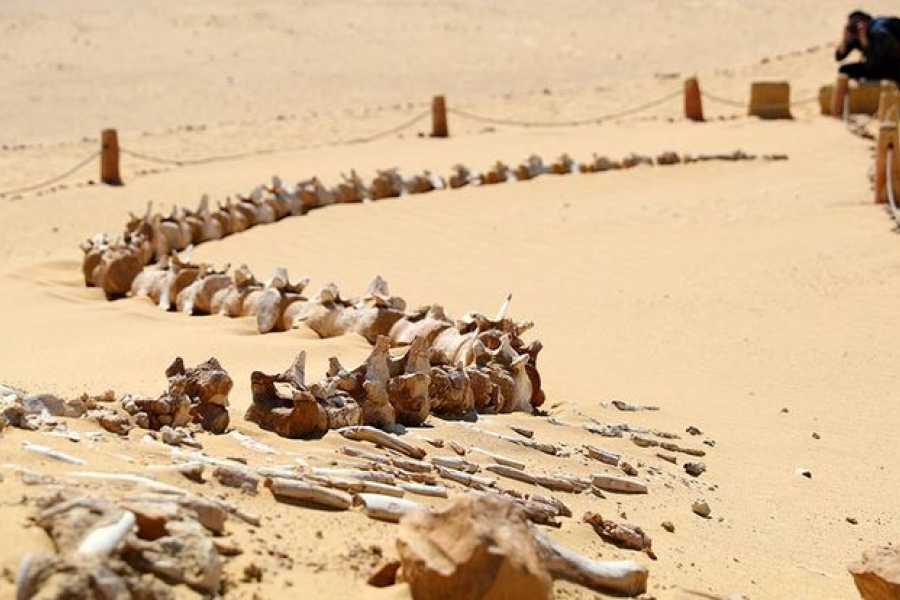 Bastet Travel Egypt Wadi Al Hitan valley of whales day Trip from Cairo