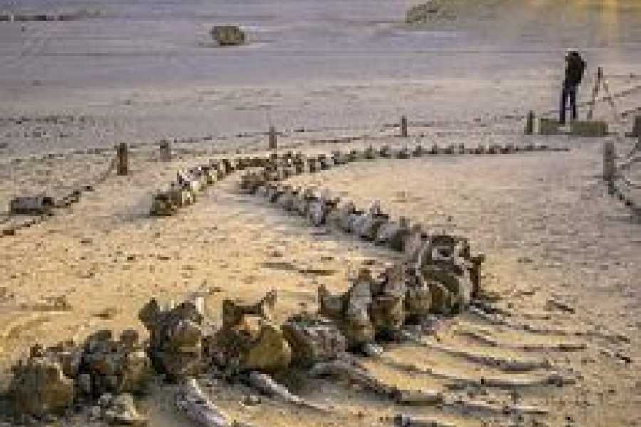 Bastet Travel Egypt Wadi Al Hitan valley of whales day Trip from Cairo