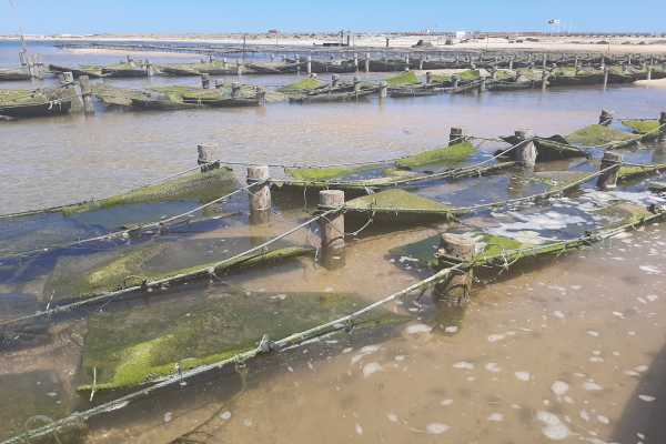 *ST* Ria Formosa Supreme