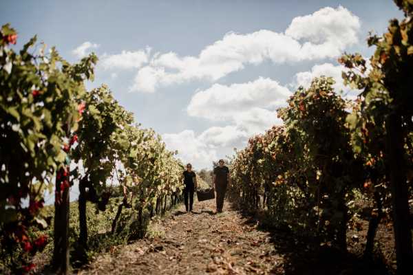 Monte Etna: tour ai crateri sommitali con wine tasting