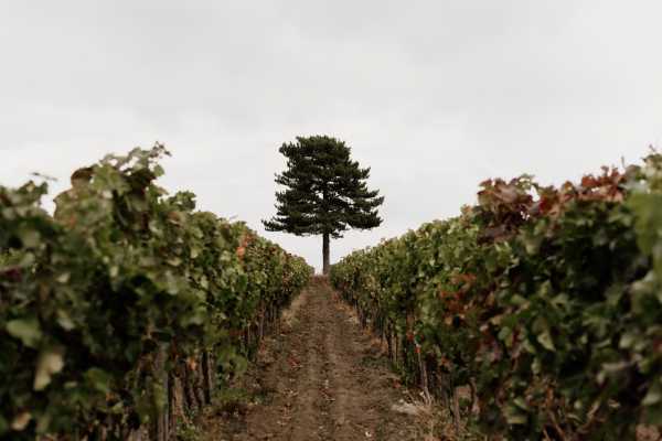 Monte Etna: tour ai crateri sommitali con wine tasting