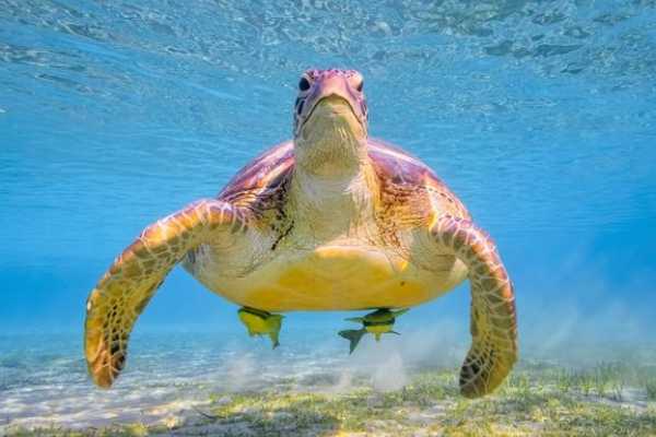 12 Days Egypt Tour Package Cairo Nile cruise and Marsa Alam