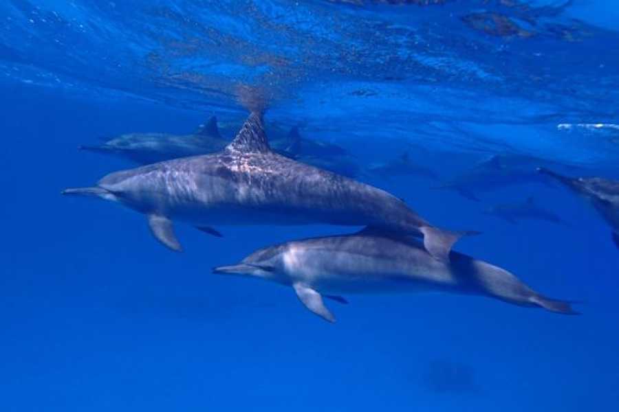 Egypt Tour packages 12 Days Egypt Tour Package Cairo Nile cruise and Marsa Alam