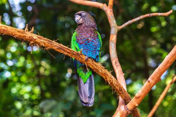 BIRD PARK (PARQUE DAS AVES) FOZ DE IGUA&Ccedil;U