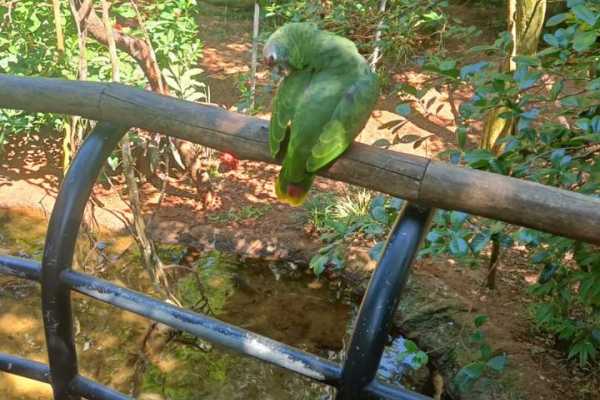 BIRD PARK (PARQUE DAS AVES) FOZ DE IGUA&Ccedil;U